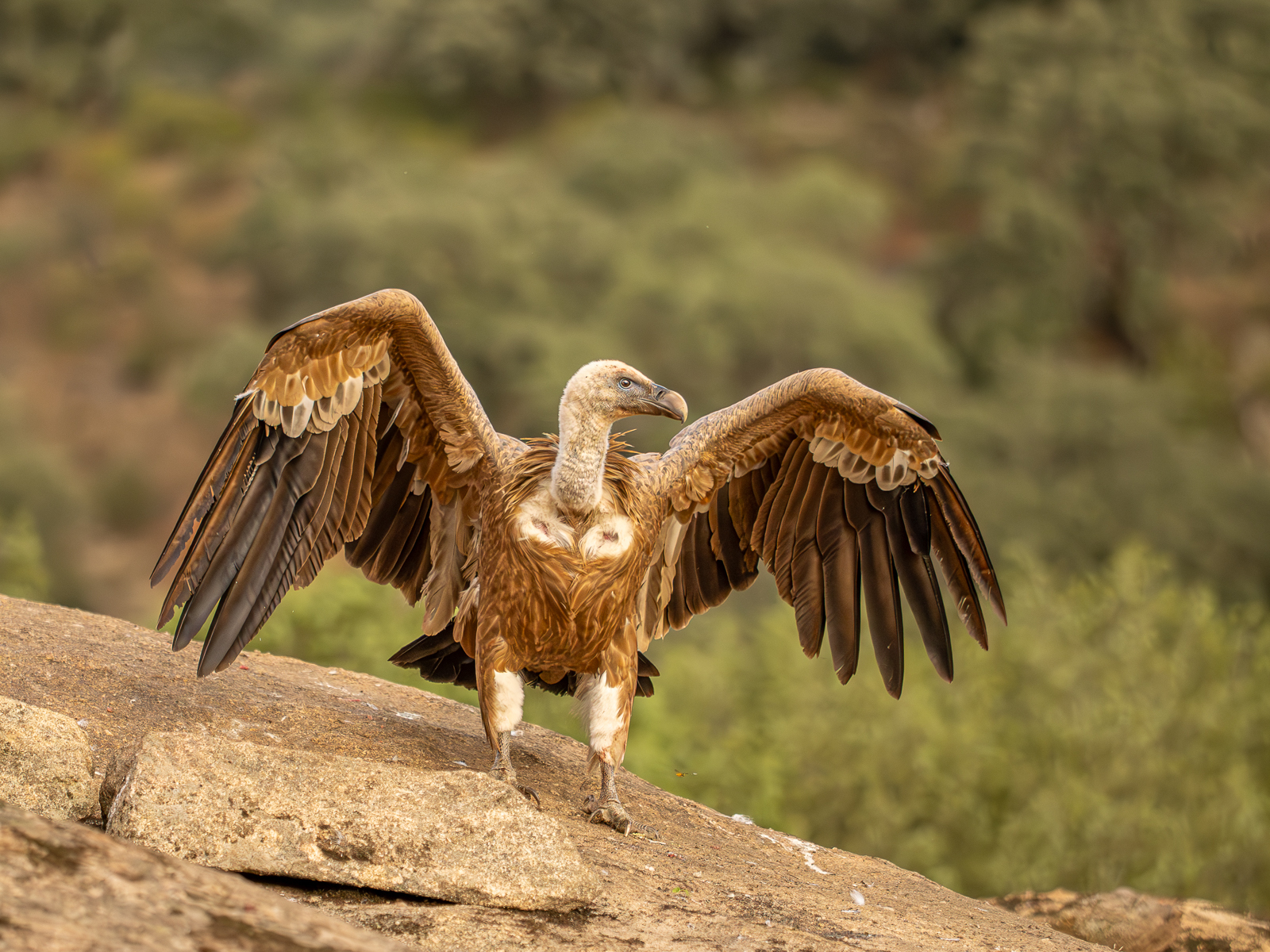 GRIFFON VULTURE by Lynne Overett